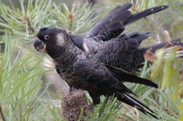 A wild male Carnaby's Black Cockatoo stands in front of his cohorts