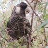 A wild female Carnaby's Black Cockatoo perches in a tree