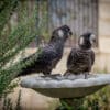 Wild Carnaby's Black Cockatoos stop at a bird bath