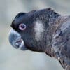 © Corey Raffel Closeup of a wild Carnaby's Black Cockatoo