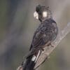 © Corey Raffel A wild Carnaby's Black Cockatoo perches on a branch