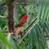 A wild Chattering Lory perches in a palm tree