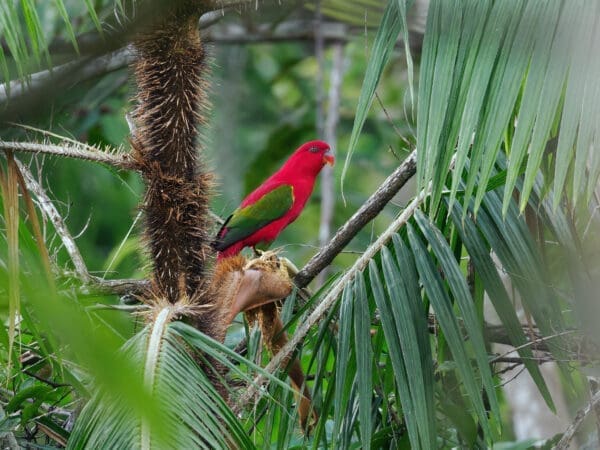 A wild Chattering Lory perches in a palm tree