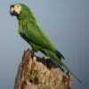 A wild Chestnut-fronted Macaw perches on a tree trunk