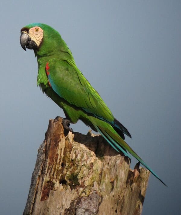 A wild Chestnut-fronted Macaw perches on a tree trunk