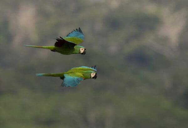 Wild Chestnut-fronted Macaws take flight