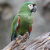 A Chestnut-fronted Macaw perches on a stump