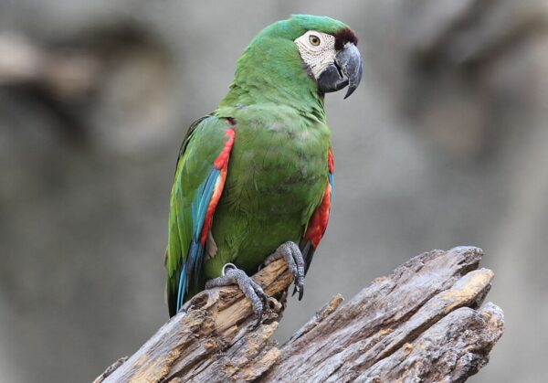 A Chestnut-fronted Macaw perches on a stump