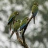 © Doug Greenberg CC BY-NC 2.0 via Flickr Wild Chestnut-fronted Macaws perch on a snag