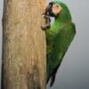 A wild Chestnut-fronted Macaw clings to a tree trunk