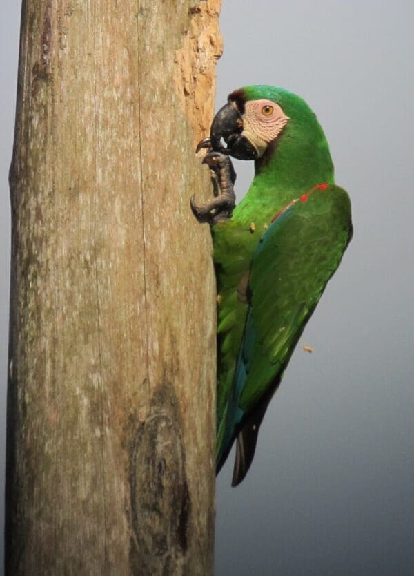 A wild Chestnut-fronted Macaw clings to a tree trunk