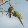 © Corey Raffel Wild Chestnut-fronted Macaws perch in a tree