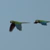 © Corey Raffel Wild Chestnut-fronted Macaws in flight