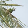 © Corey Raffel A Chestnut-fronted Macaw perches in a palm tree