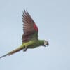 © Corey Raffel A wild Chestnut-fronted Macaw in flight