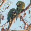 © Corey Raffel Wild Chestnut-fronted Macaws preen themselves
