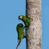 © mlharing from Getty Images Signature Wild Chestnut-fronted Macaws cling to a palm tree