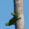 © mlharing from Getty Images Signature Wild Chestnut-fronted Macaws cling to a palm tree