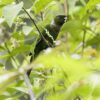 A wild Chocó Conure perches in a tree