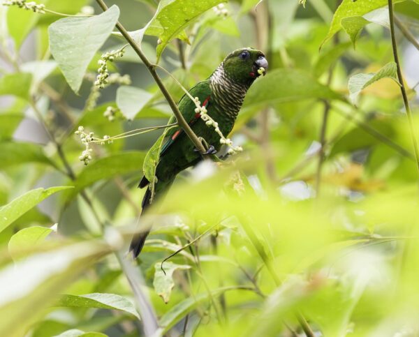 A wild Chocó Conure perches in a tree