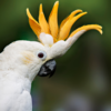 A closeup of a Citron-crested Cockatoo with crest raised