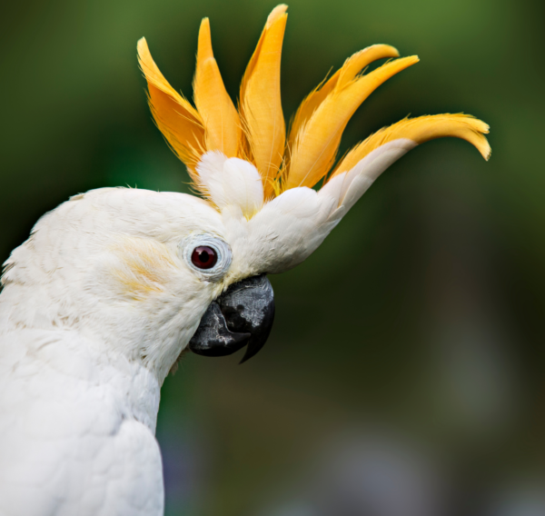 A closeup of a Citron-crested Cockatoo with crest raised