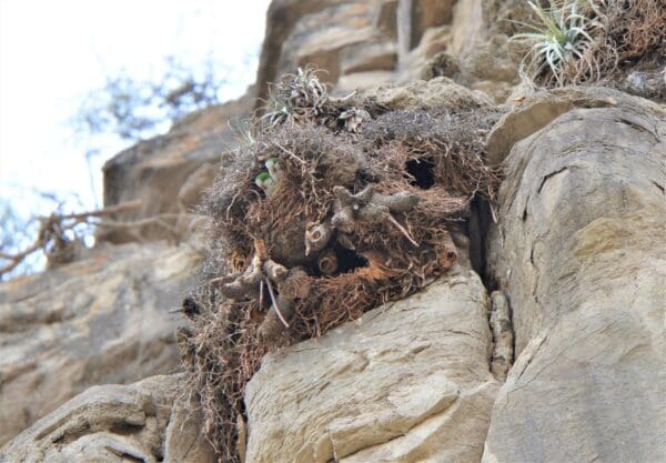 Wild Cliff Parakeets gather on a cliff face