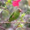 A wild Cobalt-winged Parakeet perches on a branch