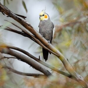 A wild Cockatiel perches on a branch