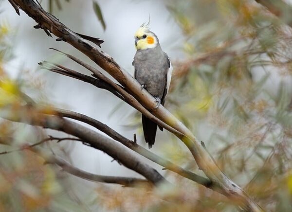 A wild Cockatiel perches on a branch