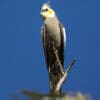 A wild Cockatiel perches on a branch