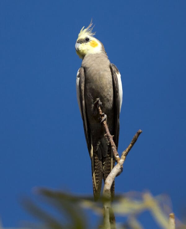 A wild Cockatiel perches on a branch