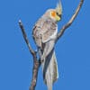 A wild Cockatiel perches on a branch