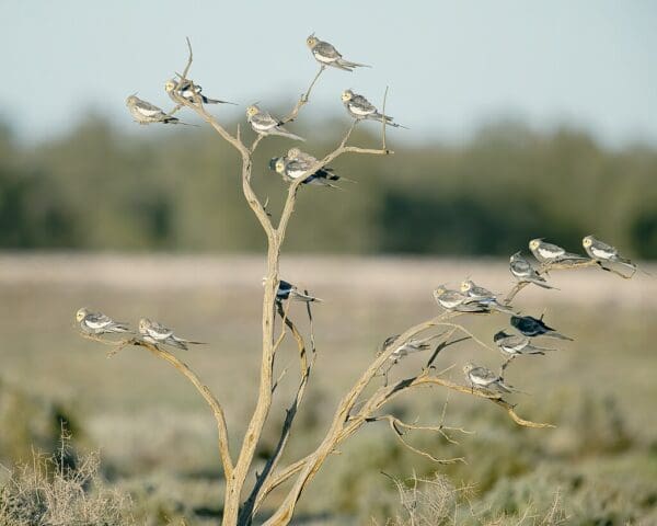 A flock of wild Cockatiels perches in a bare tree