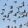 A flock of wild Cockatiels in flight