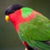 A closeup of a Collared Lorikeet