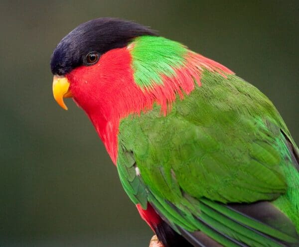 A closeup of a Collared Lorikeet