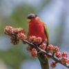 A wild Collared Lory feeds on blooms