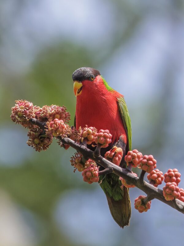 A wild Collared Lory feeds on blooms