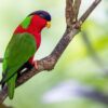 A wild Collared Lory perches on a branch