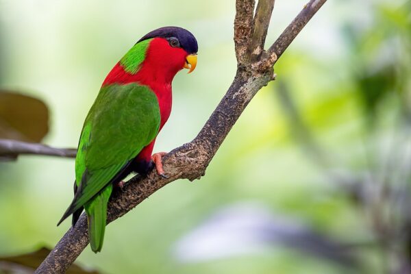 A wild Collared Lory perches on a branch