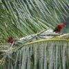 Wild Collared Lories perch on a palm frond