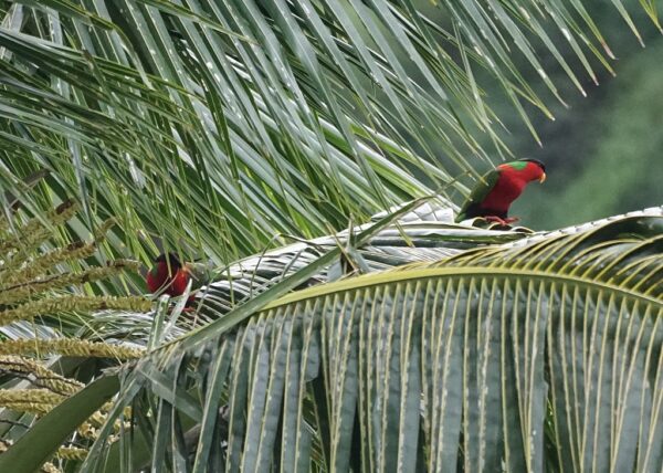 Wild Collared Lories perch on a palm frond