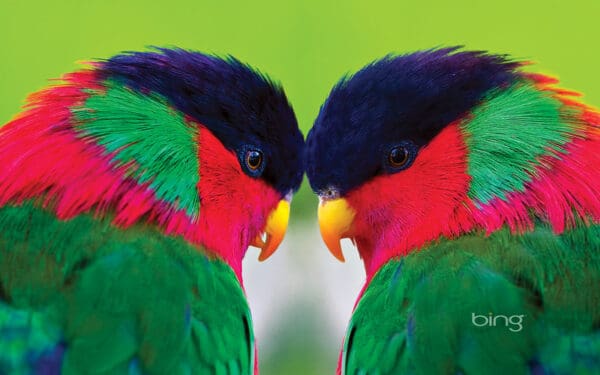 Collaried Lories get close for a cuddle