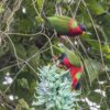 Wild Collared Lories feed in a flowering tree