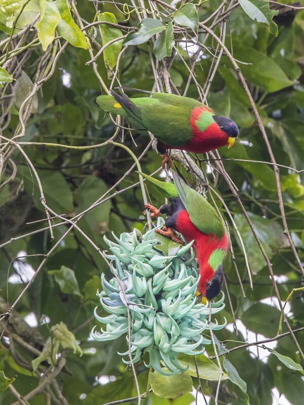 Wild Collared Lories feed in a flowering tree