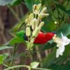 A wild Collared Lory feeds on a blossom