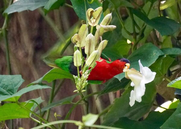 A wild Collared Lory feeds on a blossom