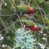 Wild Collared Lories feed in a flowering tree