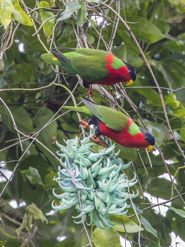 Wild Collared Lories feed in a flowering tree